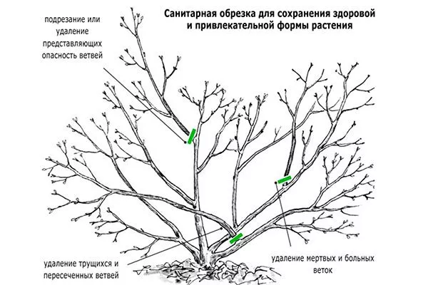 Обрезка яблони Алеся