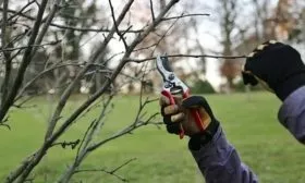 обрезка яблони Бренди Мэджик