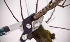 обрезка яблони Грушовка московская