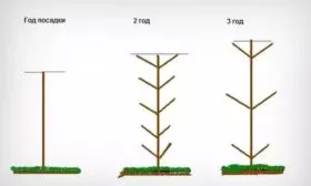 обрезка яблони Медок