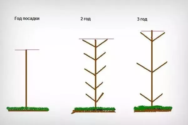 обрезка яблони Медок
