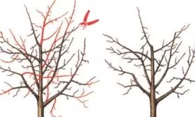 обрезка яблони Народное