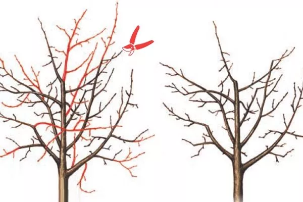 обрезка яблони Народное