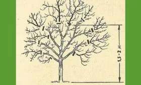 Обрезка яблони Орловим5