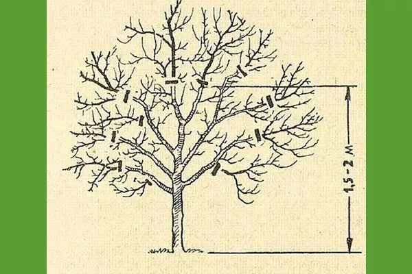 Обрезка яблони Орловим5