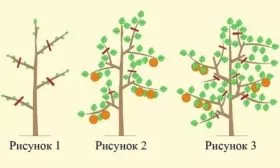 обрезка яблони Останкино
