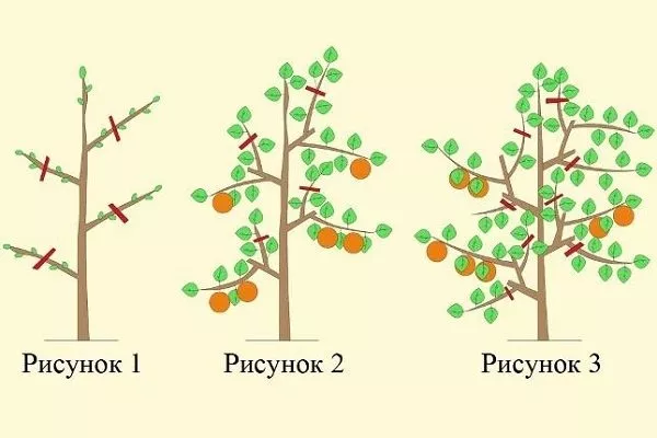 обрезка яблони Останкино