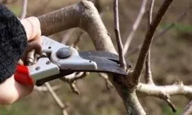 обрезка яблони Пепин шафранный