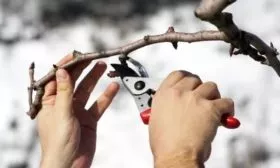 обрезка яблони Союз