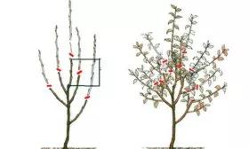 Обрезка яблони яблоня Орлик