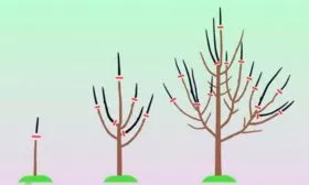 Обрезка яблоня Фуджи