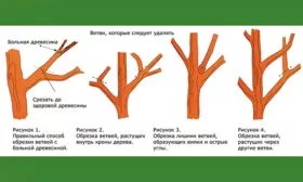 Обрезка Яблоня Гала16