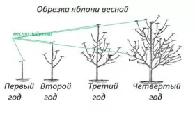 Обрезка Яблоня Конфетное