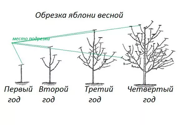 Обрезка Яблоня Конфетное