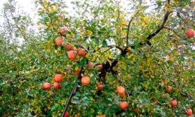 Обрезка Яблоня Мечта