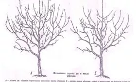 Обрезка яблоня Услада
