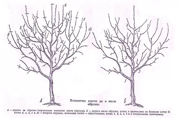Обрезка яблоня Услада