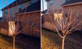 Обрезка яблоня звездочка