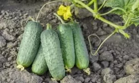 огурцы Алтай