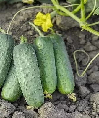 огурцы Алтай