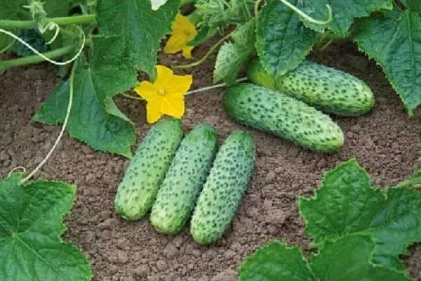 огурцы сорта Алтай