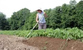 окучивание картофеля Мираж