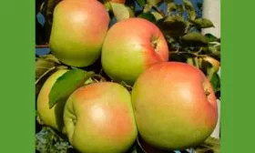 Описание дерева и плодов яблони Синап Орловский5