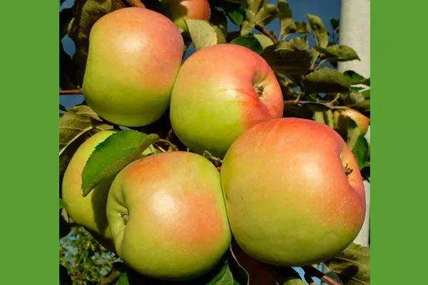 Описание дерева и плодов яблони Синап Орловский5