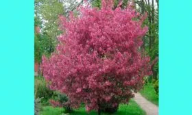 Описание дерева яблони Хелена6