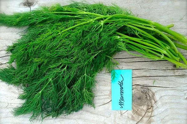 Описание и характеристики сорта укропа Мамонт4