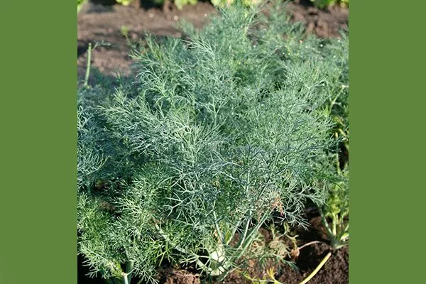 Описание кустика Укропа Алмаз4