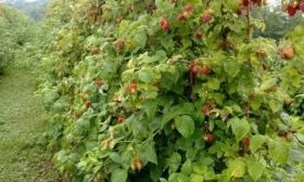 описание малины Мария