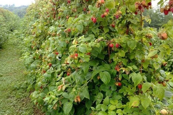 описание малины Мария