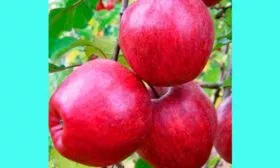 Описание плодов яблони Моди3