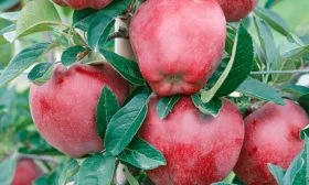 Описание плодов яблони Ред Делишес