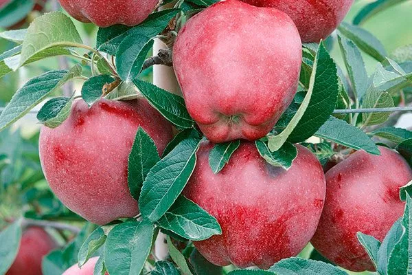 Описание плодов яблони Ред Делишес