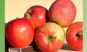 Описание плодов яблони Солнышко9