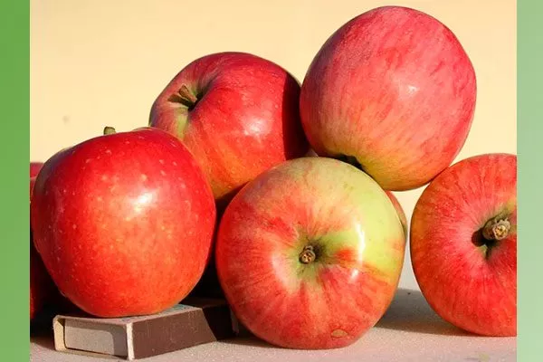 Описание плодов яблони Солнышко9