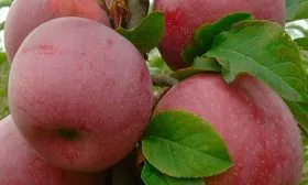 Описание плодов Яблоня Флорина7