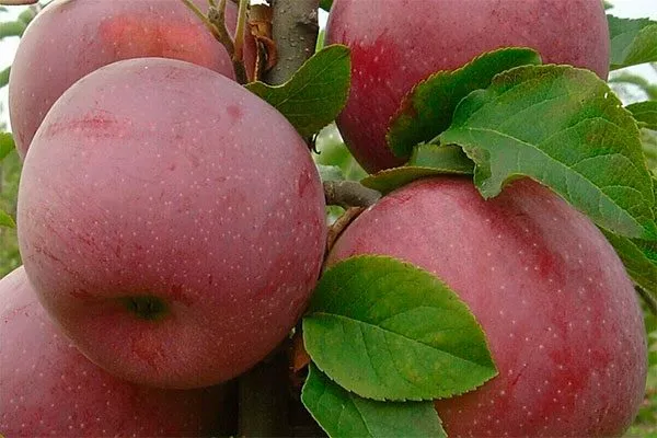 Описание плодов Яблоня Флорина7