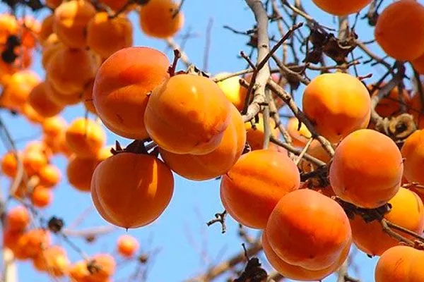 Описание сорта хурмы Королёк