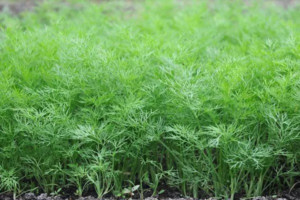 описание укропа Геркулес