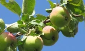 описание яблони Пепин шафранный