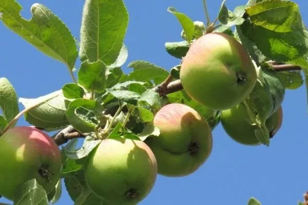 описание яблони Пепин шафранный