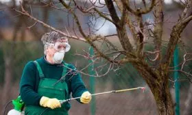 опрыскивание яблони Хелена7