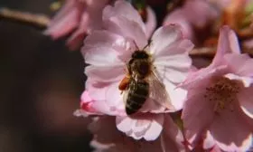 опыление яблони