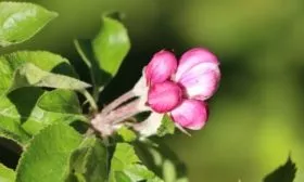 опыление яблони Джеромини