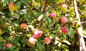 Орловское яблони Солнышко10