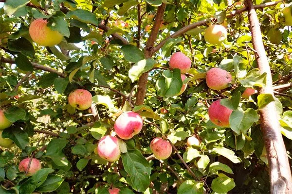 Орловское яблони Солнышко10