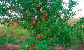 Особенности дерева Яблоня Гала17